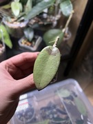 hoya silver dollar | hoja