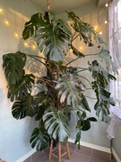 Bardzo duża monstera deliciosa XXL - 2 metry wysok