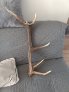 Poroże sprzedam dzisiaj znaleziony ma 2300 kg