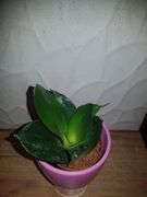 Sansevieria sansewieria hahnii Black Dragon