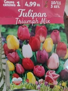 Tulipan Triumph mix kolorów 