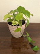 Epipremnum Aureum Jade i Marble Queen Roślina pnąca