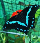 Papilio nireus – poczwarki, czarno - błękitny motyl dzienny