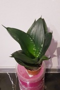 Sansewieria Sansevieria Gwinejska  Hahnii ' Loop's Pride ' Unikat