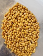 ŁUBIN SŁODKI gotowany gotowa zanęta na ryby 