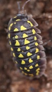 Armadillidium gestroi isopody 15szt. +