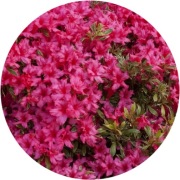 Azalia japońska Silver Sword 2L