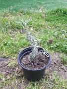 Sadzonki lawendy wąskolistnej