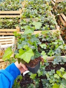 Bluszcz zimozielony 100 sztuk Hedera helix 5 zł p9