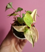 Fallopia multiflora Variegata 