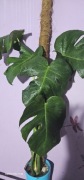 Monstera Noid Green on green w typie Concorta RARYTAS- PROMOCJA!!