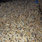 Karma dla kanarków  20kg