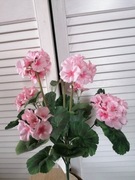 Bukiet Pelargonia 
