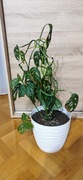 Monstera Adansona z doniczką