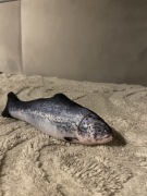 Maskotka Pluszak zabawka Ryba Rybka Łosoś Salmon 20cm