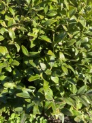 Bukszpan  wieczniezielony duża kula