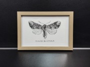 Obraz, rysunek, ćma Phalera Bucephala