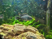 Akara Błękitna  Andinoacara pulcher