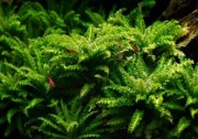 Rośliny do akwarium - Pogostemon helferi