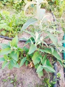 Duża sadzonka budleja fioletowa 