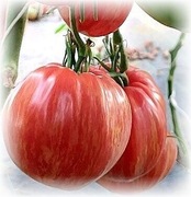 PINK STRIPED HEART FROM PESSAC  