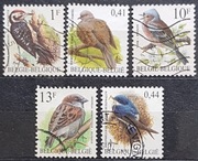 Belgia Fauna Ptaki 9