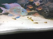 SPRZEDAM ZIEMIOJADY SVENI