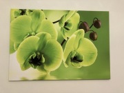 Obraz 100/70 zielone storczyki