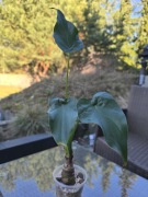 Nadwyżki parapetowe, alokazja cucullata,1, hydroponika