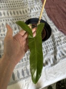 Philodendron mexicanum filodendron czerwone spody liści