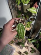 hoya macrophylla variegata | 1 sadzonka ukorzeniona