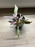 Syngonium T1510 t 1510 małe różowe liście