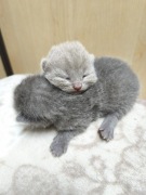 Kot brytyjski kocurek, z rodowodem liliowy / blue, krótkowłosy, samiec 