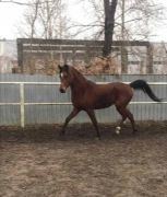 Koń arabski na sprzedaż