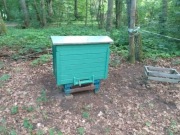 Pszczoły Rodziny pszczele ule 