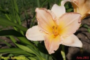 Hemerocallis / Liliowiec: Wanda Rutkiewicz