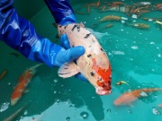 Karp KOI, różny rozmiar, hurt, detal