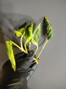 Epipremnum Shangri-la/Godzilla variegata kolekcjonerska 