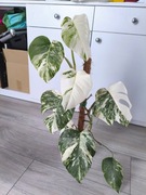 Monstera variegata szczyt. 