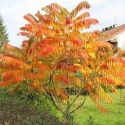 Sumak octowiec, sadzonka w donicy