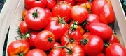 Pomidory różne odmiany  Organiczne