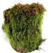 MECH DO TERRARIUM KM62  20/15/10