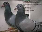 Gołębie pocztowe młode super pochodzenie 2025 rok Wysyłka
