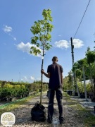 Acer pseudoplatanus, Klon jawor, obwód 6-8, 10-12, 12-14cm, 300-350cm