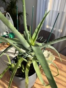 Aloes z doniczką 