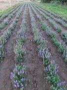 Tarczyca bajkalska  surowy korzeń 1 kg 80 zł na nalewke 