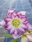 Ciemiernik Helleborus 'Peppermint Ice' 36