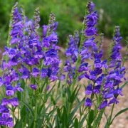 Penstemon strictus bylina wieloletnia sadzonka 