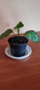 Piękny młody zdrowy hibiskus czerwony pełny dawna odmiana + gratis