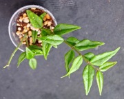 Hoya bella -  sadzonka ukorzeniona